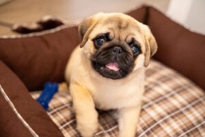 Pug