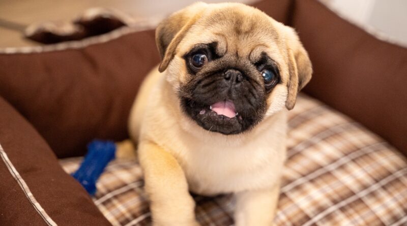 Raças de cachorro pug